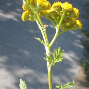 Photographie n°931590 du taxon Tanacetum vulgare L. [1753]