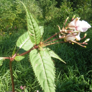 Photographie n°931623 du taxon Impatiens glandulifera Royle [1833]