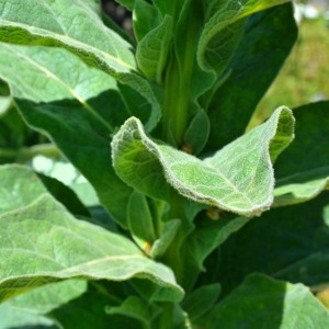 Photographie n°931628 du taxon Verbascum thapsus L. [1753]