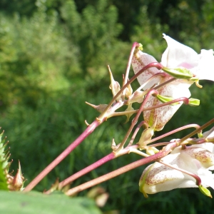 Photographie n°931629 du taxon Impatiens glandulifera Royle [1833]