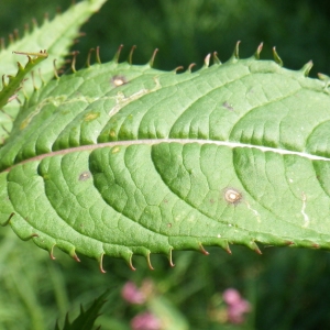 Photographie n°931631 du taxon Impatiens glandulifera Royle [1833]