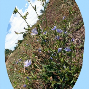 Photographie n°932209 du taxon Cichorium intybus L. [1753]