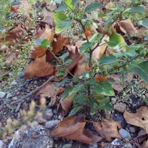 Photographie n°932447 du taxon Solanum villosum Mill. [1768]