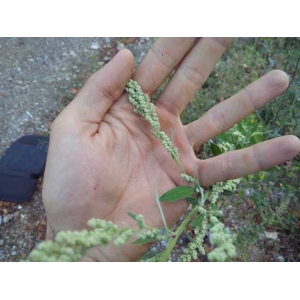 Chenopodium strictum Roth (Chénopode dressé)