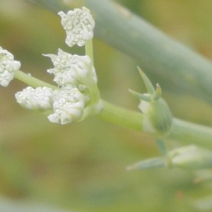 Photographie n°932843 du taxon Seseli tortuosum L. [1753]