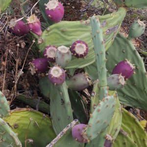 Photographie n°932863 du taxon Opuntia ficus-indica (L.) Mill. [1768]