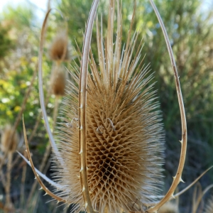 Photographie n°933458 du taxon Dipsacus fullonum L. [1753]