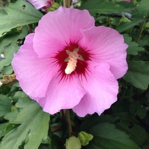 Photographie n°934073 du taxon Hibiscus syriacus L. [1753]