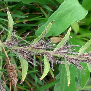 Photographie n°934881 du taxon Echium vulgare L. [1753]