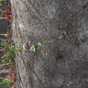 Photographie n°935005 du taxon Calystegia sepium (L.) R.Br. [1810]