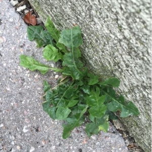 Photographie n°935201 du taxon Taraxacum officinale F.H.Wigg. [1780]