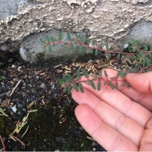 Photographie n°935847 du taxon Euphorbia maculata L. [1753]