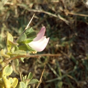 Photographie n°936632 du taxon Ononis spinosa L. [1753]