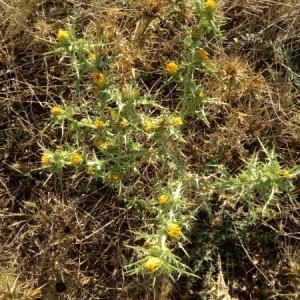 Photographie n°936664 du taxon Scolymus hispanicus L. [1753]