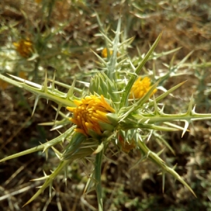 Photographie n°936665 du taxon Scolymus hispanicus L. [1753]