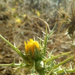 Photographie n°936666 du taxon Scolymus hispanicus L. [1753]