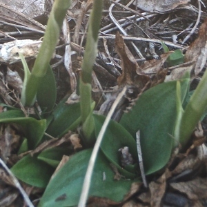 Photographie n°937493 du taxon Spiranthes spiralis (L.) Chevall. [1827]