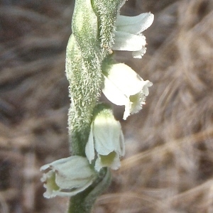 Photographie n°937495 du taxon Spiranthes spiralis (L.) Chevall. [1827]