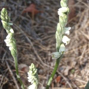 Photographie n°937496 du taxon Spiranthes spiralis (L.) Chevall. [1827]