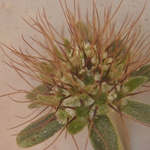 Photographie n°937640 du taxon Scabiosa atropurpurea var. maritima (L.) Fiori [1903]