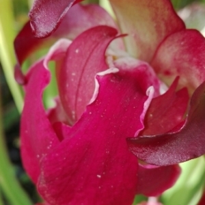 Photographie n°937683 du taxon Sarracenia L. [1753]