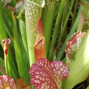 Photographie n°937684 du taxon Sarracenia L. [1753]