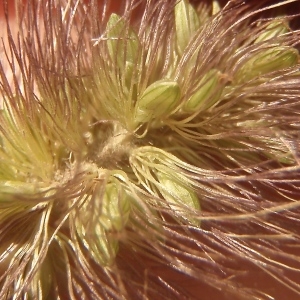 Photographie n°937697 du taxon Setaria pumila (Poir.) Roem. & Schult. [1817]