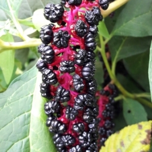 Photographie n°937787 du taxon Phytolacca acinosa Roxb. [1814]