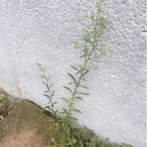 Photographie n°938170 du taxon Erigeron sumatrensis Retz. [1810]