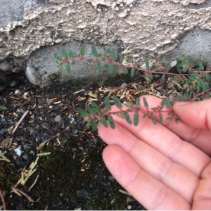 Photographie n°938178 du taxon Euphorbia maculata L. [1753]