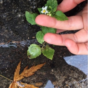 Photographie n°938193 du taxon Solanum nigrum L. [1753]