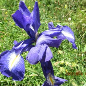 Photographie n°938223 du taxon Iris latifolia (Mill.) Voss [1895]