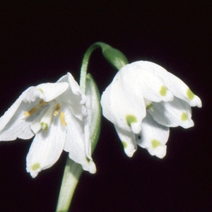 Photographie n°938901 du taxon Leucojum vernum L. [1753]