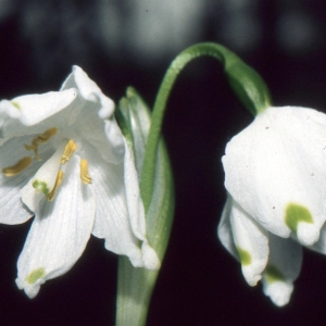 Photographie n°938912 du taxon Leucojum vernum L. [1753]