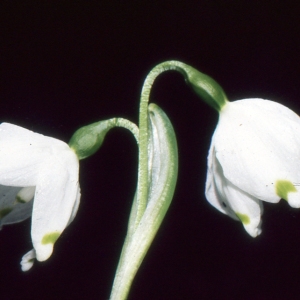 Photographie n°938914 du taxon Leucojum vernum L. [1753]