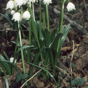 Photographie n°938916 du taxon Leucojum vernum L. [1753]