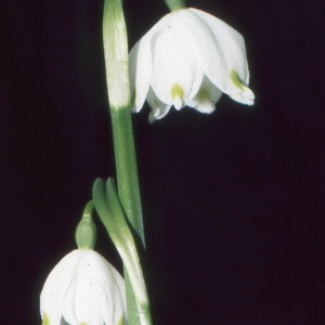 Photographie n°938917 du taxon Leucojum vernum L. [1753]