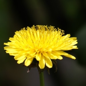  - Taraxacum fasciatum Dahlst. [1906]