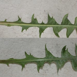 Photographie n°939548 du taxon Taraxacum fasciatum Dahlst. [1906]