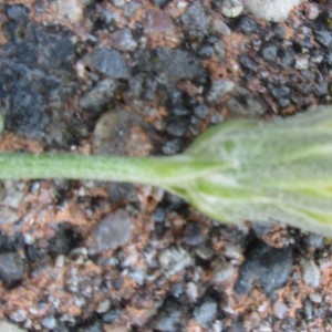 Photographie n°939804 du taxon Asteraceae 