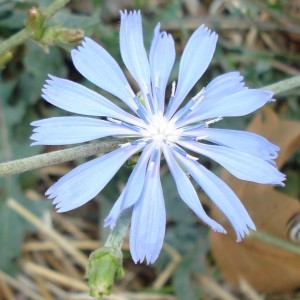 Photographie n°939898 du taxon Cichorium intybus L. [1753]