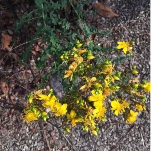 Photographie n°939982 du taxon Hypericum perforatum L. [1753]