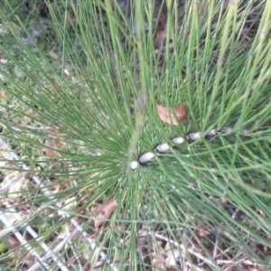 Photographie n°939986 du taxon Equisetum arvense L. [1753]