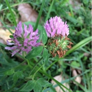 Photographie n°940124 du taxon Trifolium pratense L. [1753]