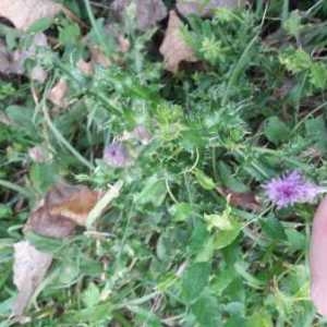 Photographie n°940134 du taxon Cirsium arvense (L.) Scop. [1772]