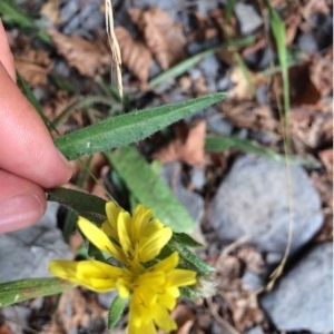 Photographie n°940135 du taxon Picris hieracioides L. [1753]