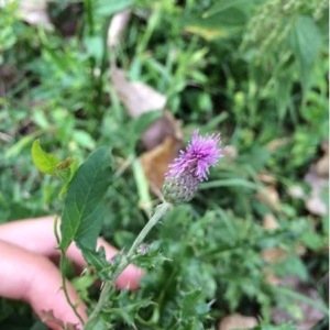 Photographie n°940140 du taxon Cirsium arvense (L.) Scop. [1772]