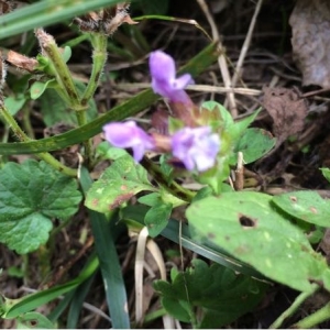 Photographie n°940147 du taxon Prunella vulgaris L. [1753]