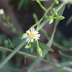 Photographie n°940437 du taxon Symphyotrichum Nees [1832]