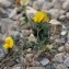  DOMINIQUE Blanc - Medicago rigidula (L.) All. [1785]